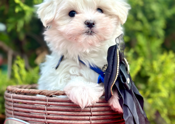 Maltese Terrier Safkan Yavrular